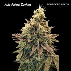 Advanced Seeds - Auto Animal Zookies (Feminised)