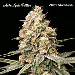 Advanced Seeds - Auto Apple Fritter (Fem)