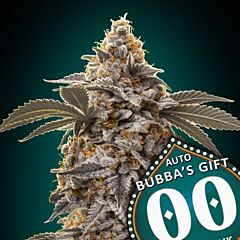 OO Seeds - Auto Bubba's Gift (Feminised)