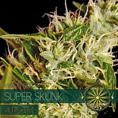 Vision Seeds - Super Skunk Auto (Fem)