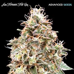 Advanced Seeds - Auto Forbidden Fruit Cake (Fem)