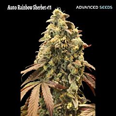Advanced Seeds - Auto Rainbow Sherbet #11 (Feminised)