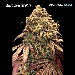 Advanced Seeds - Auto Zerealz Milk (Feminised)