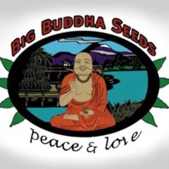 Big Buddha Seeds - Badazz Cheese Kush - No Image Available