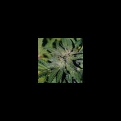 KC Brains - Bahia Blackhead feminized cannabis seeds - indica/sativa hybrid marijuana strain with a flowering time between 8-10 weeks