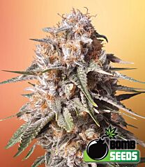 Bomb Seeds - Baked Bomb Auto (Fem)