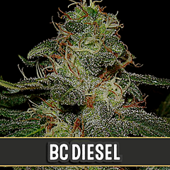 Blim Burn Seeds - BC Diesel (3 Fem)