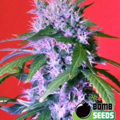 Berry Bomb regular cannabis seeds - indica dominant marijuana strain with a flowering time around 6-8 weeks and THC levels around 15-20%