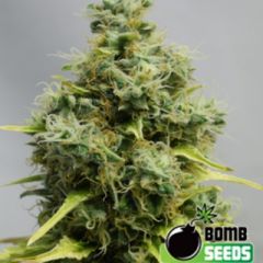 Big Bomb feminized cannabis seeds - indica/sativa hybrid marijuana strain with a flowering time around 8-10 weeks and THC levels around 10-15%