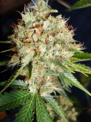 Ministry Of Cannabis - Big Bud XXL (Feminized)
