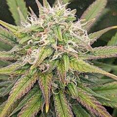 Original Big Buddha Family Farms - Chuntz (Feminized)