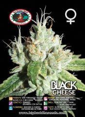 Big Buddha Seeds - Black Cheese (Fem)