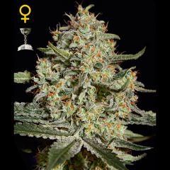 Green House - Big Bang feminized cannabis seeds - indica/sativa marijuana strain with THC levels of 19.8% and CBD levels at 0.12% and a flowering time around 9 weeks