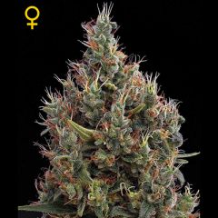 Green House - Big Bang Automatic feminized cannabis seeds - autoflowering marijuana strain with a flowering time around 6 weeks and a yield of up to 900g/m2