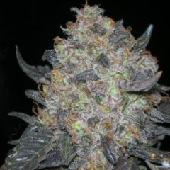 Cali Connection - Black Water feminized cannabis seeds - indica/sativa hybrid marijuana strain with a flowering time around 8-9 weeks