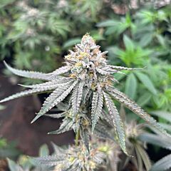 Conscious Genetics - Blood Diamonds 2.0 (Feminized)