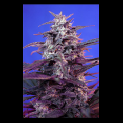 Sweet Seeds - Bloody Skunk Auto feminized - autoflowering marijuana strain with a good yield and a short grow time

