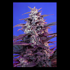 Sweet Seeds - Bloody Skunk Auto feminized - autoflowering marijuana strain with a good yield and a short grow time