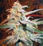 Royal Queen Seeds - Blue Mystic (Feminized)