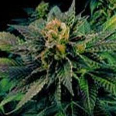 G13 Labs - Blue Venom feminized cannabis seeds - indica/sativa hybrid marijuana strain with a flowering time between 8-10 weeks