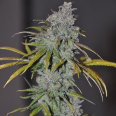 Cali Connection - Blue Dream Haze feminized cannabis seeds - indica/sativa hybrid marijuana strain with a flowering time around 8-10 weeks and yields around 500g/m2