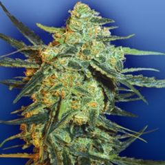 Flying Dutchman - Blueberry Skunk feminized cannabis seeds - 75% indica dominant marijuana strain with a flowering time around 55-65 days
