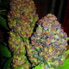 Phoenix Cannabis Seeds - Blueberry (Fem)