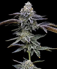 Barneys Farm Seeds - Blue Dream (Feminized)