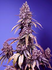 Sweet Seeds - Black Muffin F1 Fast Version (Feminized)