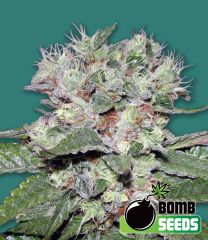 Bomb Seeds - CBD Bomb