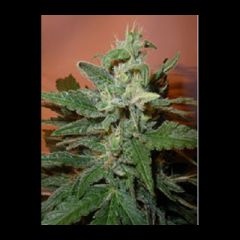 Next Generation - Bonkers regular cannabis seeds - Indica/sativa hybrid marijuana strain bred for outdoor growing