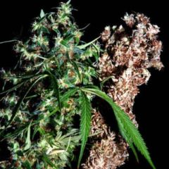 Delta9 Labs - Brainstorm x G13 regular cannabis seeds - 95% sativa dominant marijuana strain with an excellent yield and a flowering time around 80-90 days