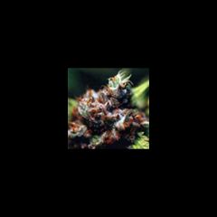 KC Brains - Brasil x KC feminized cannabis seeds - indica/sativa hybrid marijuana strain with a flowering time between 9-12 weeks