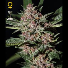 Green House - Bubba Kush feminized cannabis seeds - indica/sativa hybrid marijuana strain with THC levels at 18.17% and CBD at 0.1%, flowering time around 9 weeks