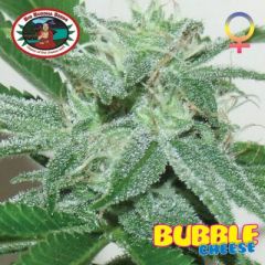 Big Buddha Seeds - Bubble Cheese feminized cannabis seeds - indica dominant marijuana strain with a flowering time around 8-10 weweks. Good for outdoor growing