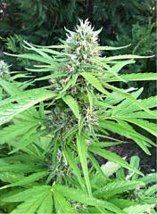 Flash Seeds - Bubble Hash