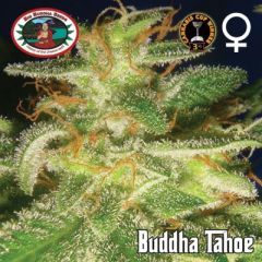 Big Buddha Seeds - Buddha Tahoe feminized cannabis seeds - 100% indica marijuana strain with a flowering time around 8.5-9 weeks