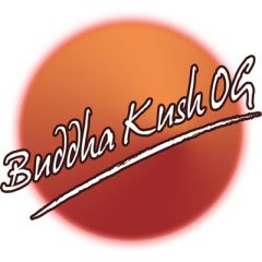 Big Buddha Seeds - Buddha Kush OG feminized cannabis seeds - 100% indica dominant marijuana strain with a flowering time between 65-75 days