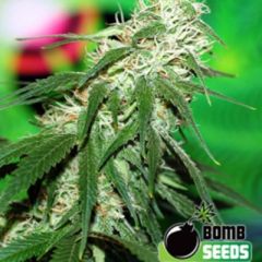 Buzz Bomb regular cannabis seeds - Sativa dominant high yield strain. Has an open growth structure meaning its an excellent choice for SOG and SCROG.