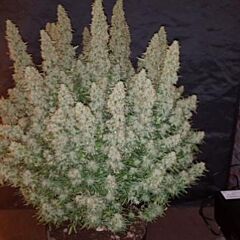 Phoenix Cannabis Seeds - Big Yield Auto (Fem)