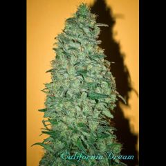 Mandala Seeds - California Dream feminized cannabis seeds - indica/sativa hybrid marijuana strain with a grow time around 65 days