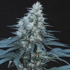 Cannabiogen - Caribe feminized cannabis seeds - sativa dominant marijuana strain with a flowering time around 70-80 days, good disease resistance.