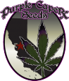 Purple Caper Seeds - Grape Zkittlez (5 Reg)