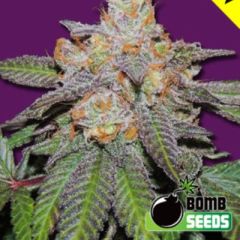 Bomb Seeds - Cherry Bomb Auto feminized cannabis seeds - autoflowering marijuana strain with a flowering time of 70-75 days and THC levels around 17-20%