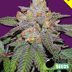 Bomb Seeds - Cherry Bomb Auto feminized cannabis seeds - autoflowering marijuana strain with a flowering time of 70-75 days and THC levels around 17-20%