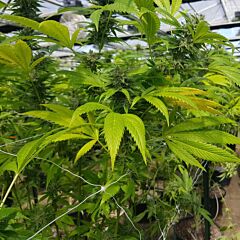 Original Big Buddha Family Farms - CBD Cheese (Feminised)