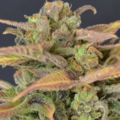 CBD Seeds - Auto Critical feminized cannabis seeds - autoflowering indica dominant marijuana strain with a flowering time around 9 weeks