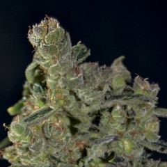 CBD Seeds - Auto Diesel feminized cannabis seeds - autoflowering hybrid marijuana strain with a flowering time around 10 weeks. Ideal for sea of green growing