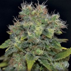 CBD Seeds - Auto Yumboldt feminized cannabis seeds - autoflowering hybrid marijuana strain with a flowering time around 9-10 weeks