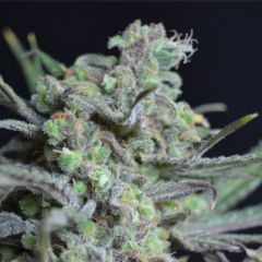 CBD Seeds - Critical feminized cannabis seeds - 90% indica dominant marijuana strain with a flowering time around 7-8 weeks